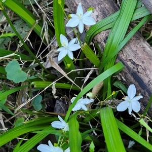 Libertia paniculata at Kangaroo Valley, NSW - 10 Oct 2024