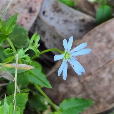 Stellaria flaccida (Forest Starwort) at Kangaroo Valley, NSW - 10 Oct 2024 by maureenbell