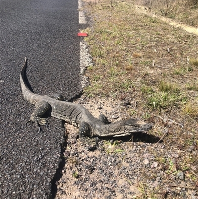 Varanus rosenbergi (Heath or Rosenberg's Monitor) at Rendezvous Creek, ACT - 30 Oct 2024 by JoshuaHilli