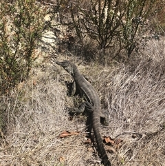 Varanus rosenbergi at Rendezvous Creek, ACT - 30 Oct 2024