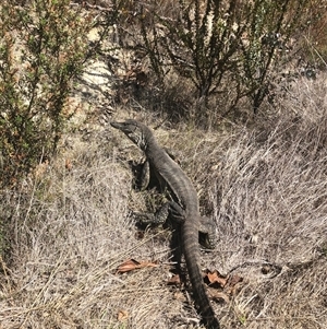 Varanus rosenbergi at Rendezvous Creek, ACT - 30 Oct 2024