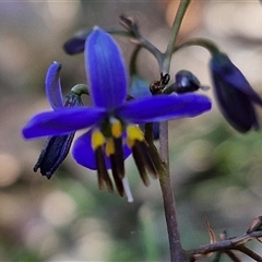 Dianella revoluta (Black-Anther Flax Lily) at Goulburn, NSW - 30 Oct 2024 by trevorpreston