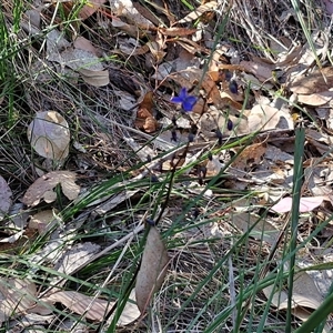 Dianella revoluta at Goulburn, NSW - 30 Oct 2024 04:34 PM