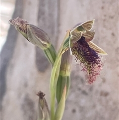 Calochilus platychilus (Purple Beard Orchid) at Bendoura, NSW - 30 Oct 2024 by JaneR