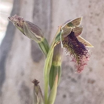 Calochilus platychilus (Purple Beard Orchid) at Bendoura, NSW - 30 Oct 2024 by JaneR