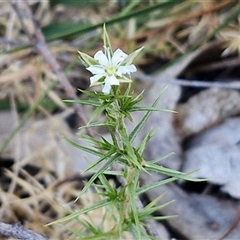 Stellaria pungens (Prickly Starwort) at Goulburn, NSW - 30 Oct 2024 by trevorpreston