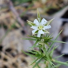 Stellaria pungens at Goulburn, NSW - 30 Oct 2024 04:33 PM