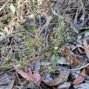 Stellaria pungens at Goulburn, NSW - 30 Oct 2024