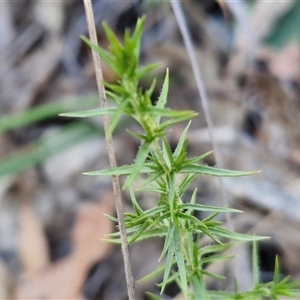 Stellaria pungens at Goulburn, NSW - 30 Oct 2024