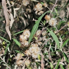 Olearia viscidula at Goulburn, NSW - 30 Oct 2024 by trevorpreston