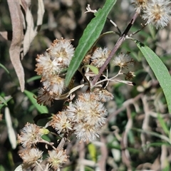 Olearia viscidula at Goulburn, NSW - 30 Oct 2024 04:32 PM