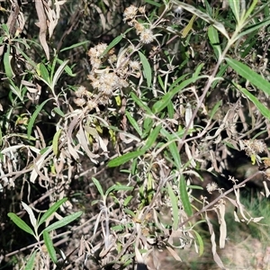 Olearia viscidula at Goulburn, NSW - 30 Oct 2024 04:32 PM