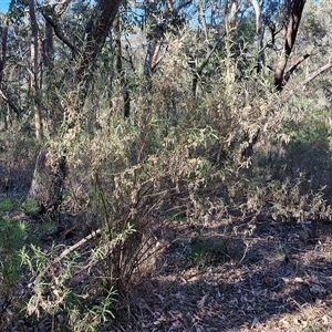 Olearia viscidula at Goulburn, NSW - 30 Oct 2024 04:32 PM