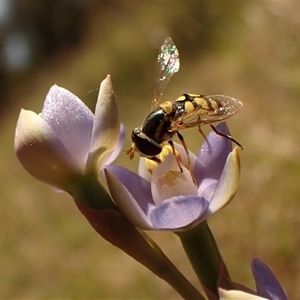 Thelymitra peniculata at Cook, ACT - suppressed