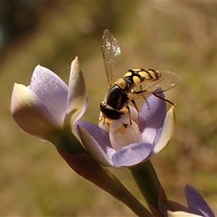 Thelymitra peniculata at Cook, ACT - suppressed