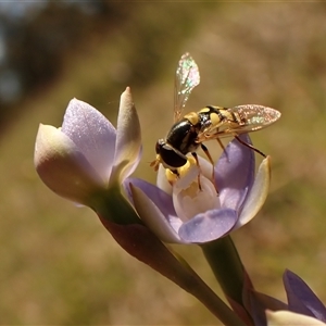 Thelymitra peniculata at Cook, ACT - suppressed