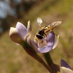 Thelymitra peniculata at Cook, ACT - suppressed