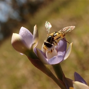 Thelymitra peniculata at Cook, ACT - suppressed