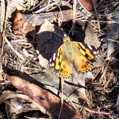 Vanessa kershawi (Australian Painted Lady) at Goulburn, NSW - 30 Oct 2024 by trevorpreston