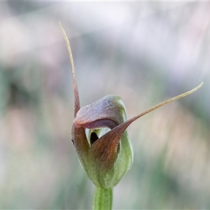 Pterostylis pedunculata at Brindabella, ACT - 30 Oct 2024