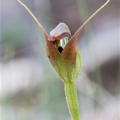 Pterostylis pedunculata at Brindabella, ACT - 30 Oct 2024