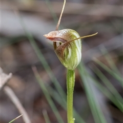 Pterostylis pedunculata at Brindabella, ACT - 30 Oct 2024