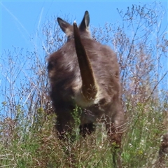 Osphranter robustus robustus at Chapman, ACT - 30 Oct 2024 12:15 PM