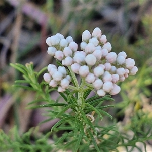 Ozothamnus diosmifolius at Goulburn, NSW - 30 Oct 2024 04:30 PM