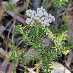 Ozothamnus diosmifolius at Goulburn, NSW - 30 Oct 2024 04:30 PM