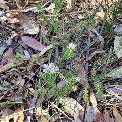 Ozothamnus diosmifolius at Goulburn, NSW - 30 Oct 2024 04:30 PM