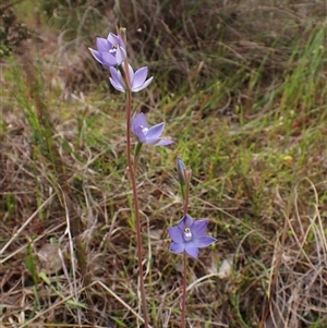 Thelymitra nuda at Cook, ACT - 23 Oct 2024