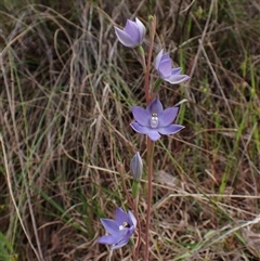 Thelymitra nuda at Cook, ACT - 23 Oct 2024