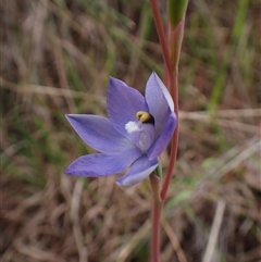 Thelymitra nuda at Cook, ACT - 23 Oct 2024