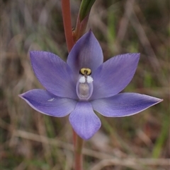 Thelymitra nuda at Cook, ACT - 23 Oct 2024