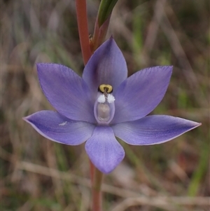 Thelymitra nuda at Cook, ACT - suppressed