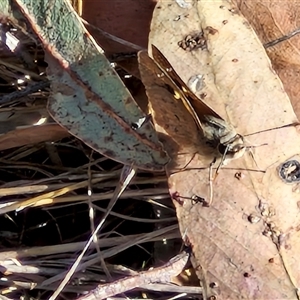 Trapezites phigalia at Goulburn, NSW - 30 Oct 2024