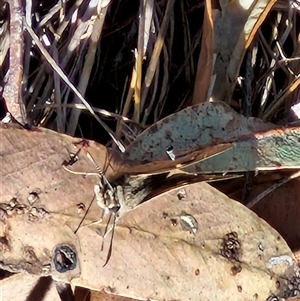 Trapezites phigalia at Goulburn, NSW - 30 Oct 2024