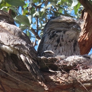 Podargus strigoides at Griffith, ACT - 30 Oct 2024