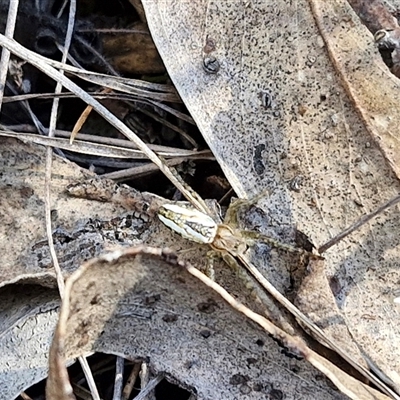 Plebs bradleyi (Enamelled spider) at Goulburn, NSW - 30 Oct 2024 by trevorpreston