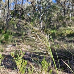 Austrostipa densiflora (Foxtail Speargrass) at Goulburn, NSW - 30 Oct 2024 by trevorpreston