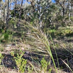 Austrostipa densiflora (Foxtail Speargrass) at Goulburn, NSW - 30 Oct 2024 by trevorpreston