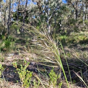 Austrostipa densiflora at Goulburn, NSW - 30 Oct 2024