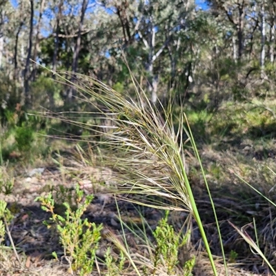 Austrostipa densiflora (Foxtail Speargrass) at Goulburn, NSW - 30 Oct 2024 by trevorpreston