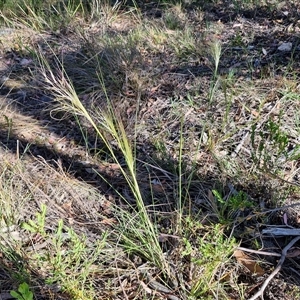 Austrostipa densiflora at Goulburn, NSW - 30 Oct 2024