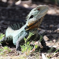 Intellagama lesueurii howittii at Yarralumla, ACT - 30 Oct 2014 by Jennybach