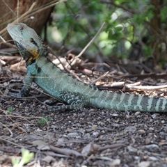 Intellagama lesueurii howittii at Yarralumla, ACT - 30 Oct 2014 02:38 PM