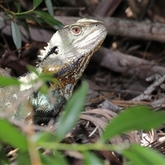 Intellagama lesueurii howittii at Yarralumla, ACT - 30 Oct 2014 02:38 PM