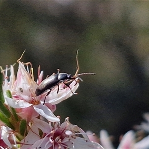 Alleculinae sp. (Subfamily) at Goulburn, NSW - 30 Oct 2024