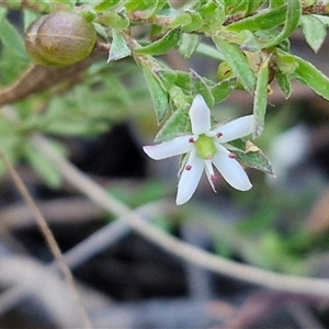 Rhytidosporum procumbens at Goulburn, NSW - 30 Oct 2024