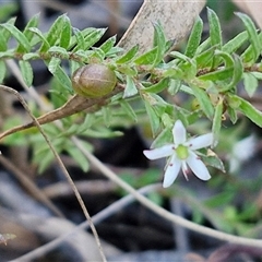 Rhytidosporum procumbens at Goulburn, NSW - 30 Oct 2024